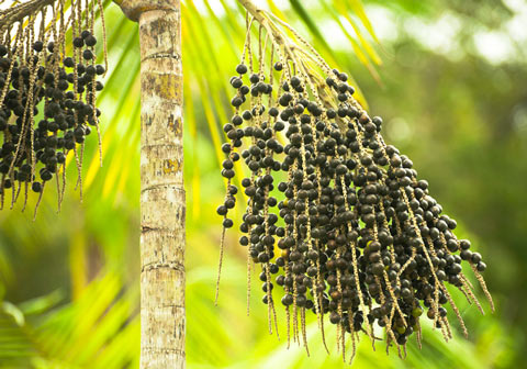 Açaí berries from palm trees have cancer-fighting benefits.