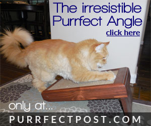 The irresistible Purrfect Angle at PurrfectPost.com