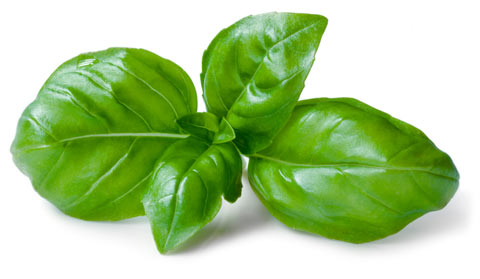 Basil