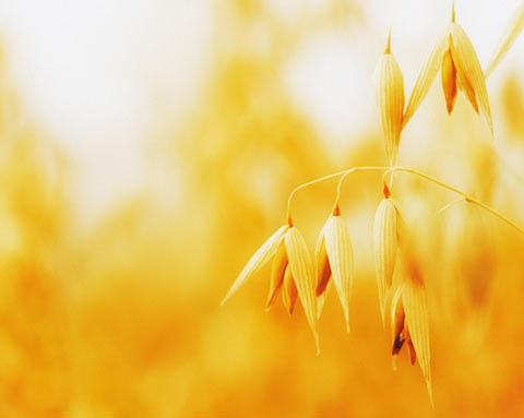 Oats Various forms of oats have cancer-fighting properties.