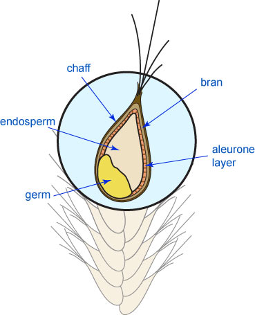 Structure of Whole Wheat
